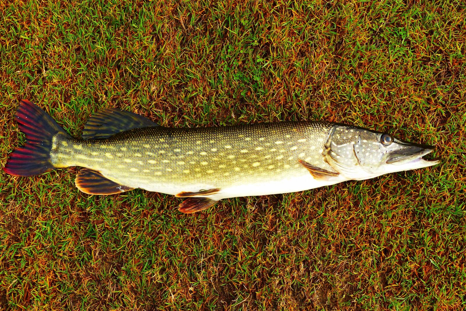 Panasonic Lumix DMC-FZ200 sample photo. The pike, fish, lawn photography