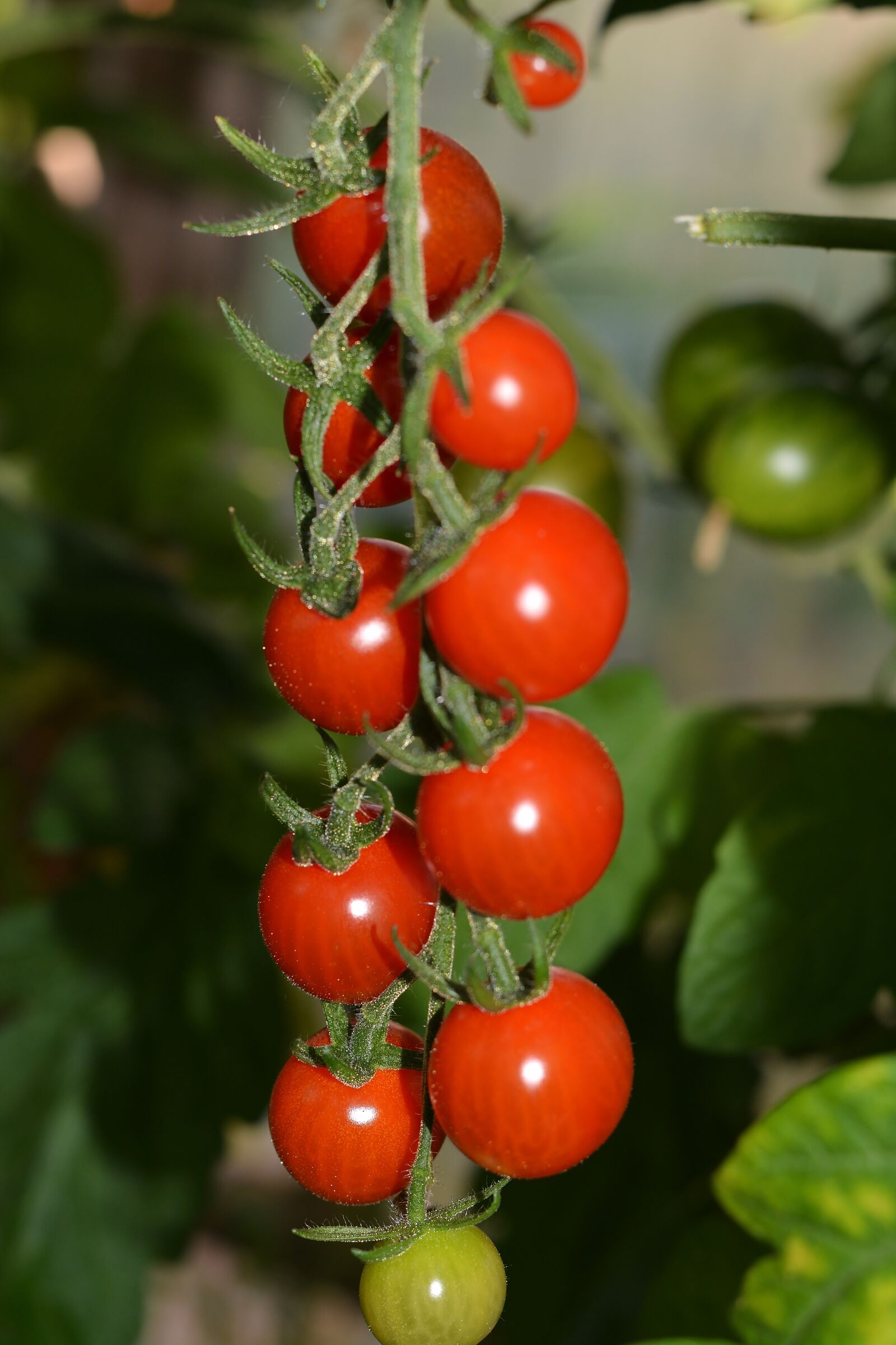 Nikon D5200 sample photo. Tomato, red, cocktail photography