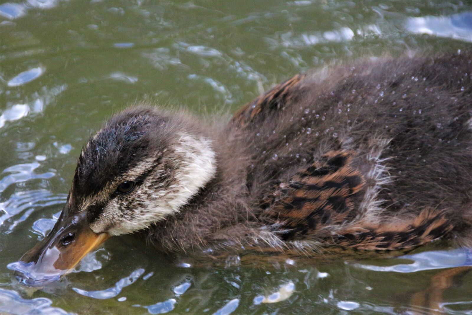 Canon EOS 700D (EOS Rebel T5i / EOS Kiss X7i) sample photo. Duck, bird, nature photography