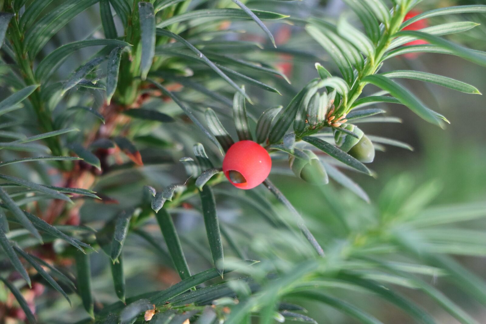 Canon EOS 760D (EOS Rebel T6s / EOS 8000D) sample photo. Yew, fruit, plant photography