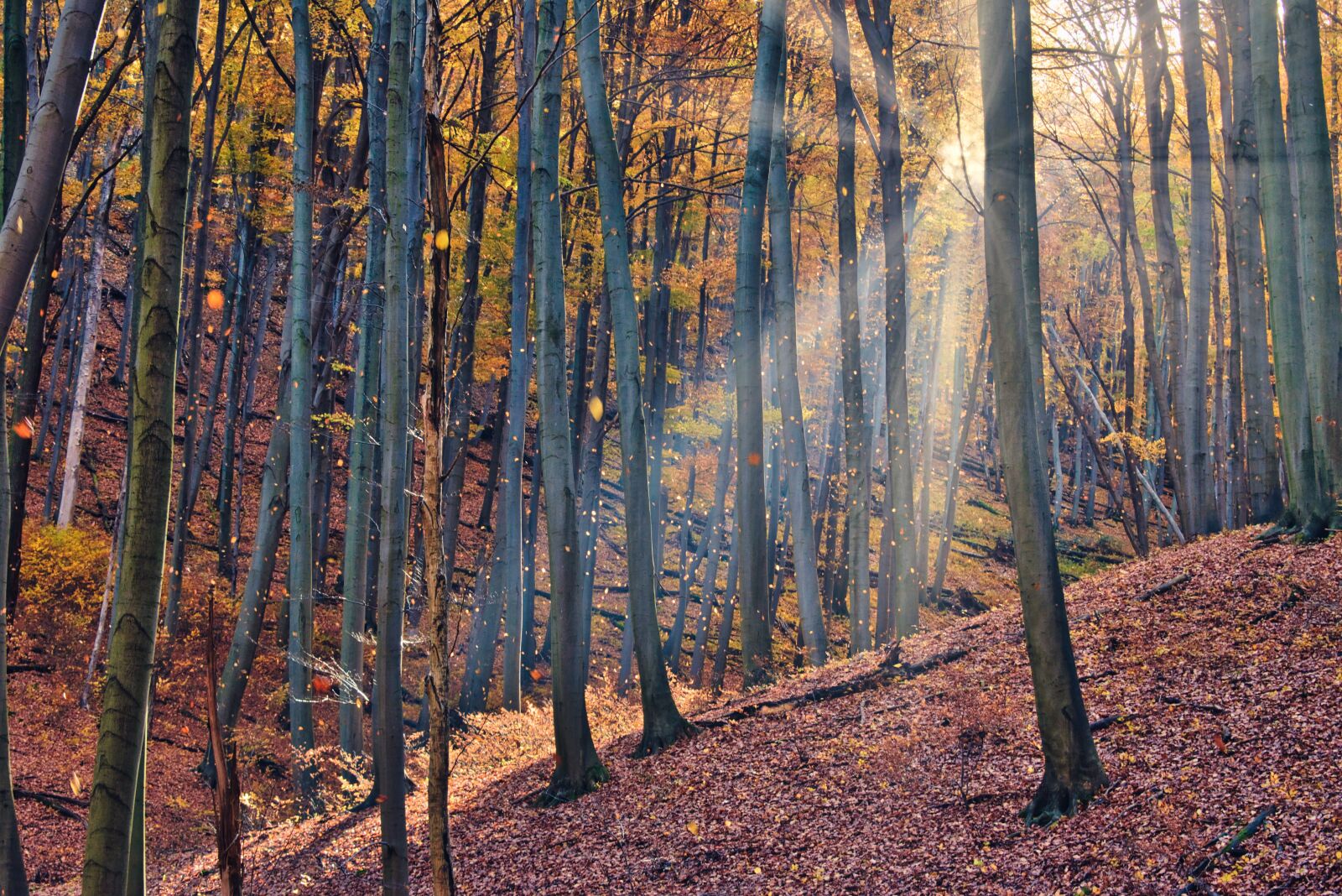 Nikon D5600 sample photo. Autumn, forest, nature photography