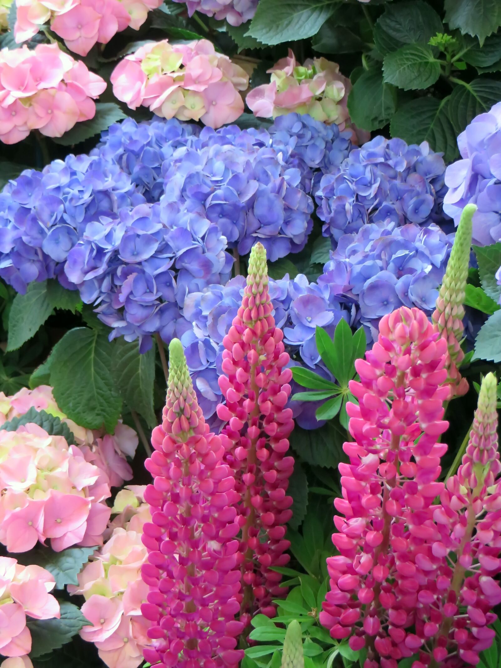 Canon PowerShot SX270 HS sample photo. Lupine, hydrangea, flower photography