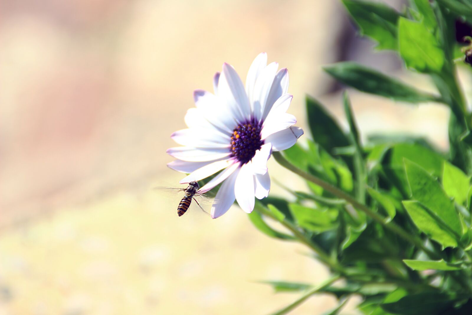 Canon EOS 600D (Rebel EOS T3i / EOS Kiss X5) sample photo. Flower, bee, violet photography