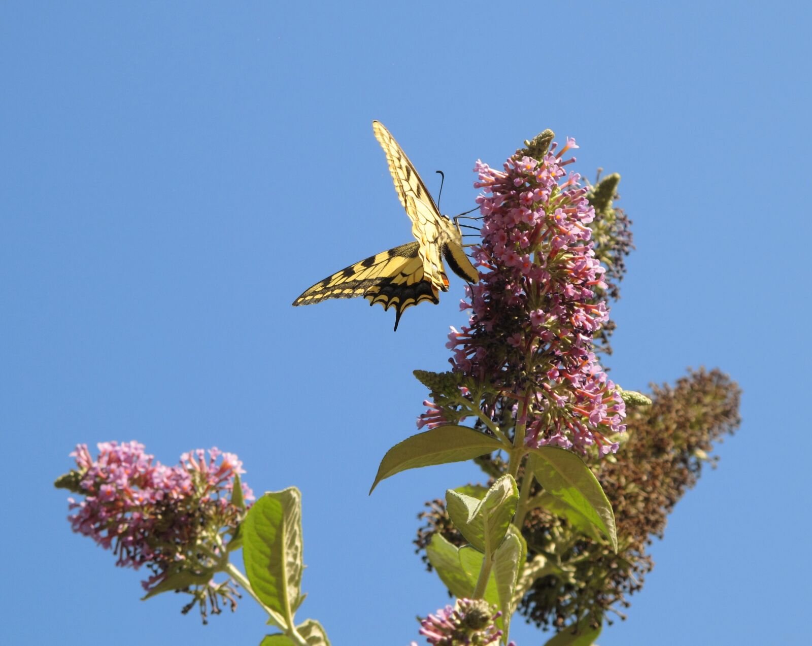 Canon PowerShot G11 sample photo. Butterfly, sky, flower photography