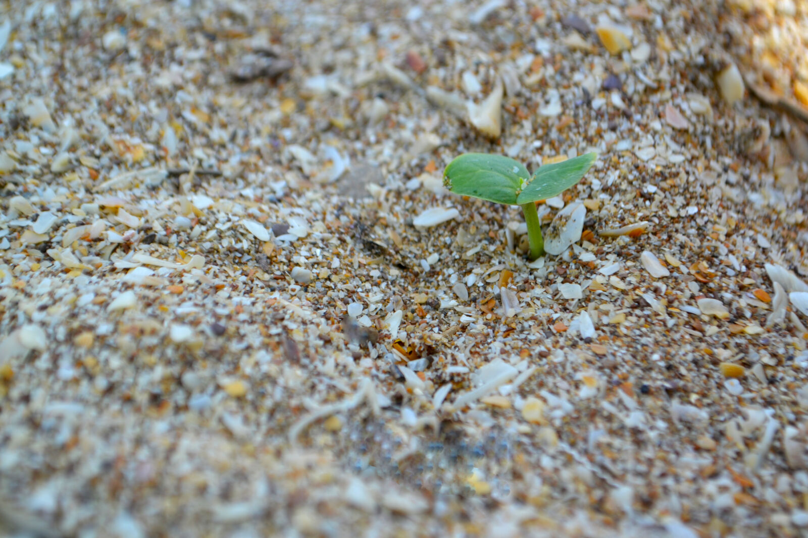 Nikon D3100 sample photo. Baku photography