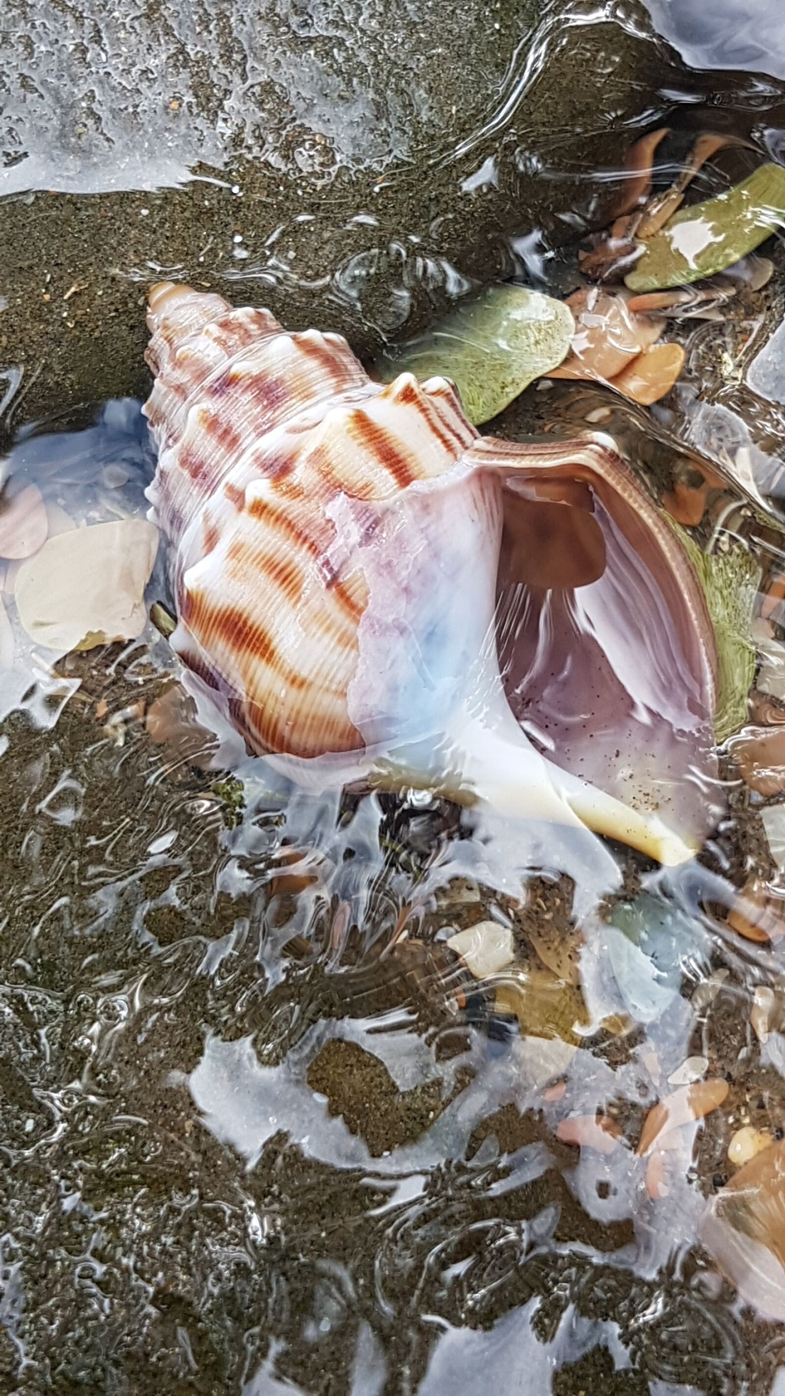 Samsung Galaxy S7 Edge sample photo. Shell, natural, water photography