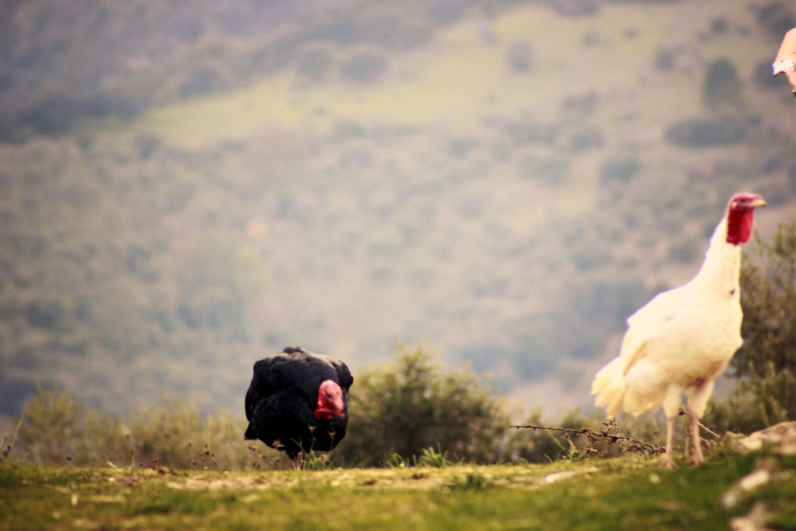 Canon EF75-300mm f/4-5.6 sample photo. Benalauria, nature, andalusia photography