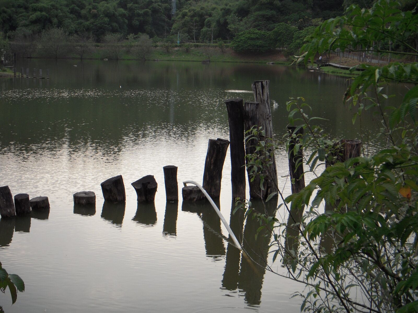 Nikon Coolpix S52 sample photo. Lake, wood head, bridge photography