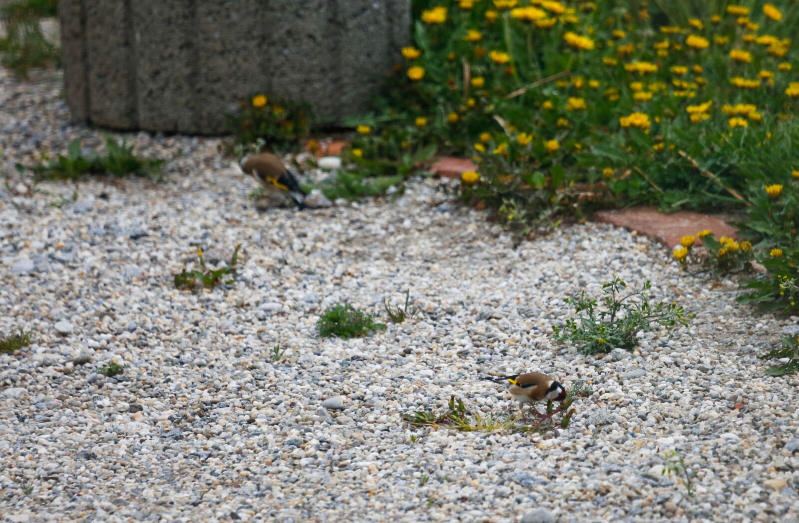 Canon EF 100-400mm F4.5-5.6L IS USM sample photo. Stieglitz, bird, nature photography