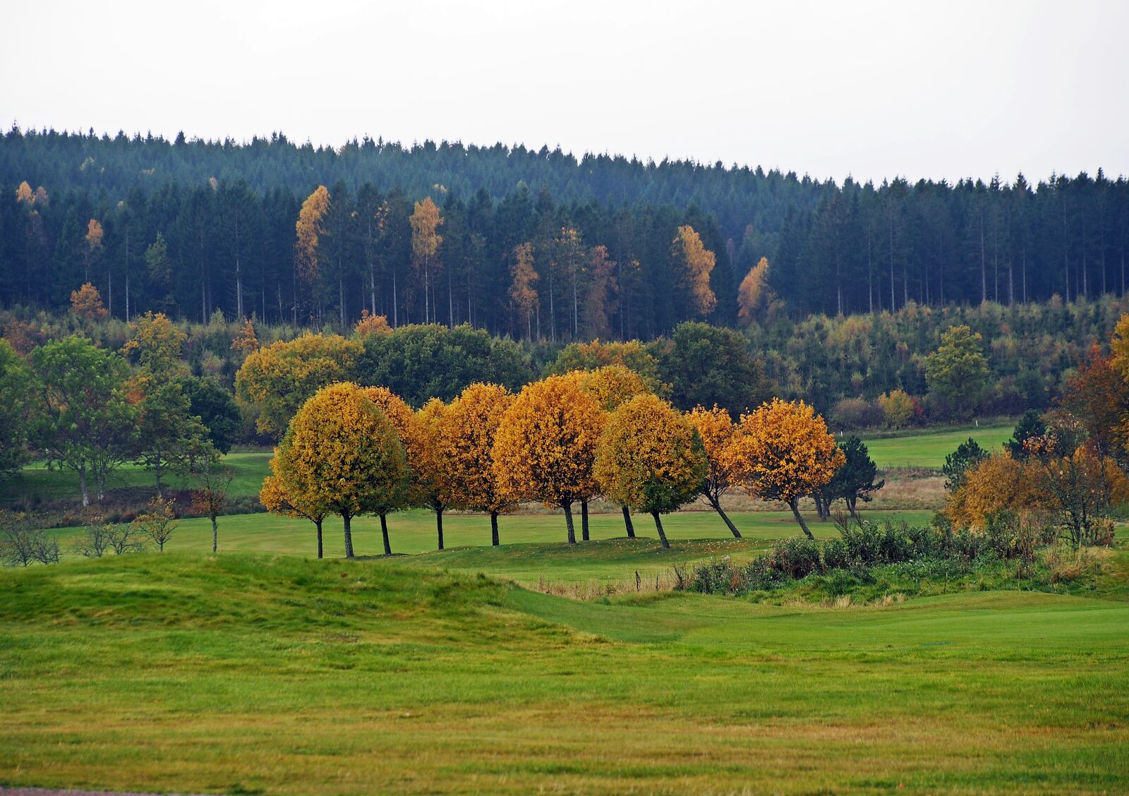 Olympus Zuiko Digital ED 40-150mm F4.0-5.6 sample photo. Autumn, autumn colors, tree photography