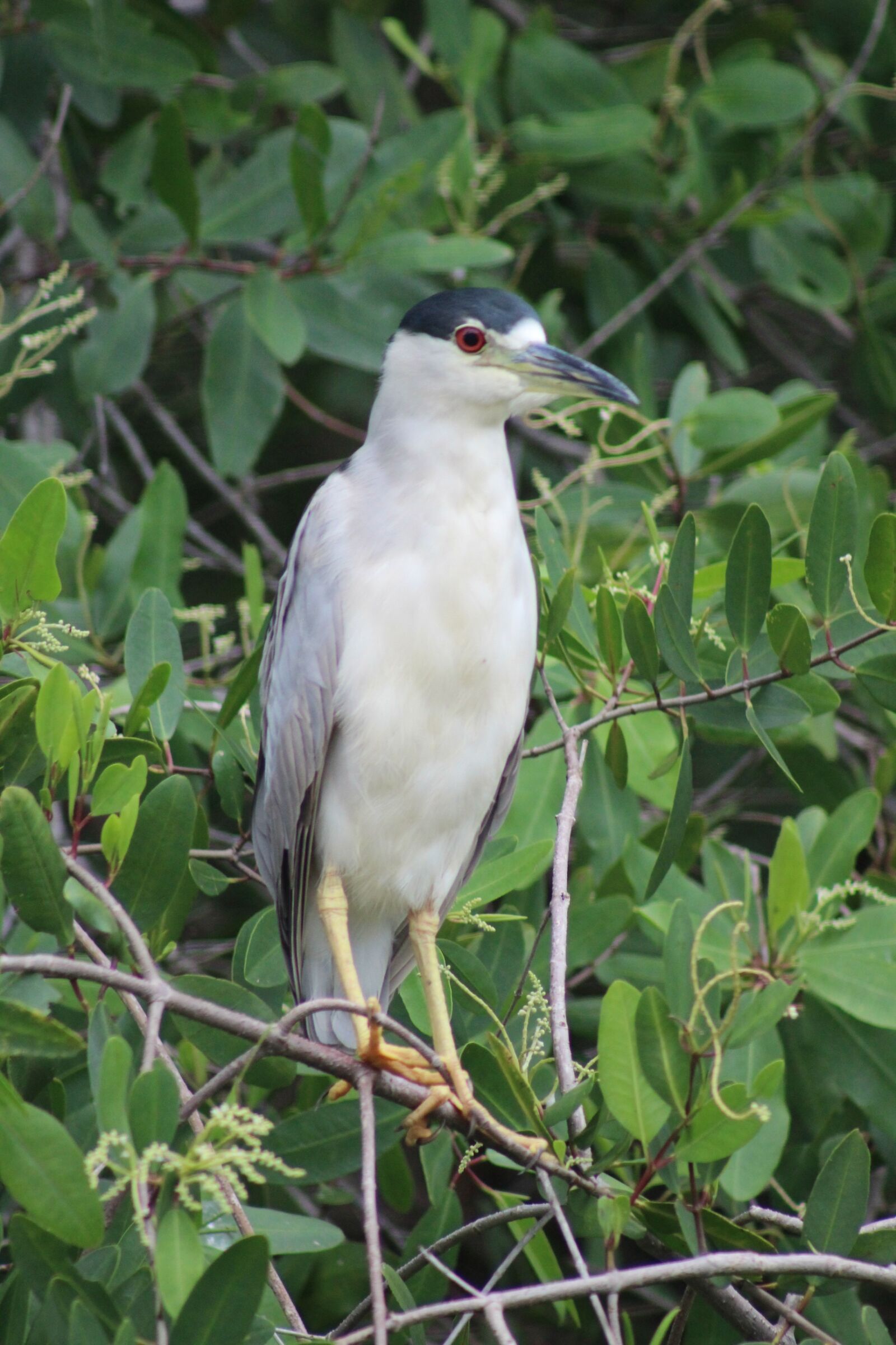 Canon EF 75-300mm f/4-5.6 sample photo. Bird, wildlife, back and photography
