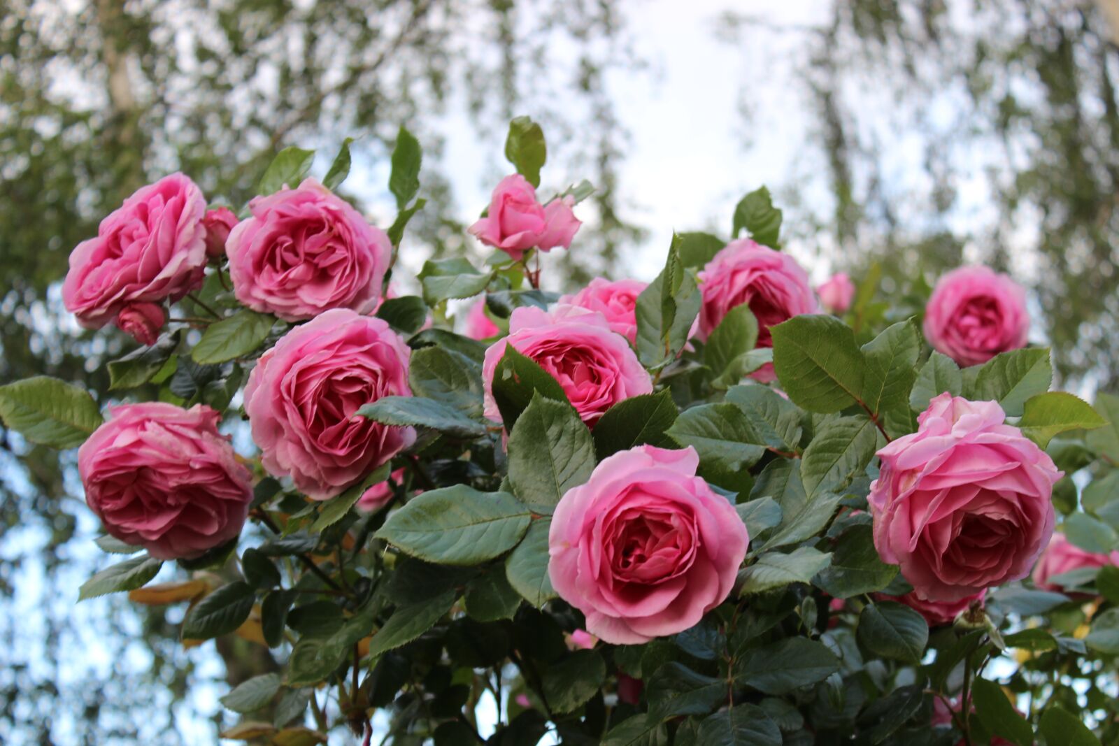 Canon EOS 600D (Rebel EOS T3i / EOS Kiss X5) sample photo. Rose bush, zierrose, red photography
