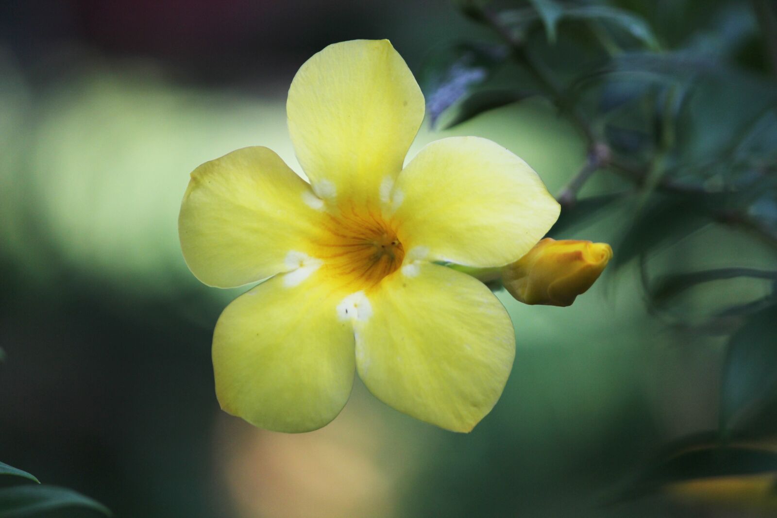 Canon EF-S 55-250mm F4-5.6 IS II sample photo. Flower, yellow, nature photography