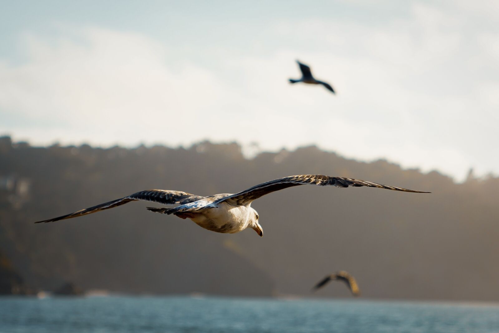 Sony FE 24-70mm F2.8 GM sample photo. Birds, ocean, seagull photography
