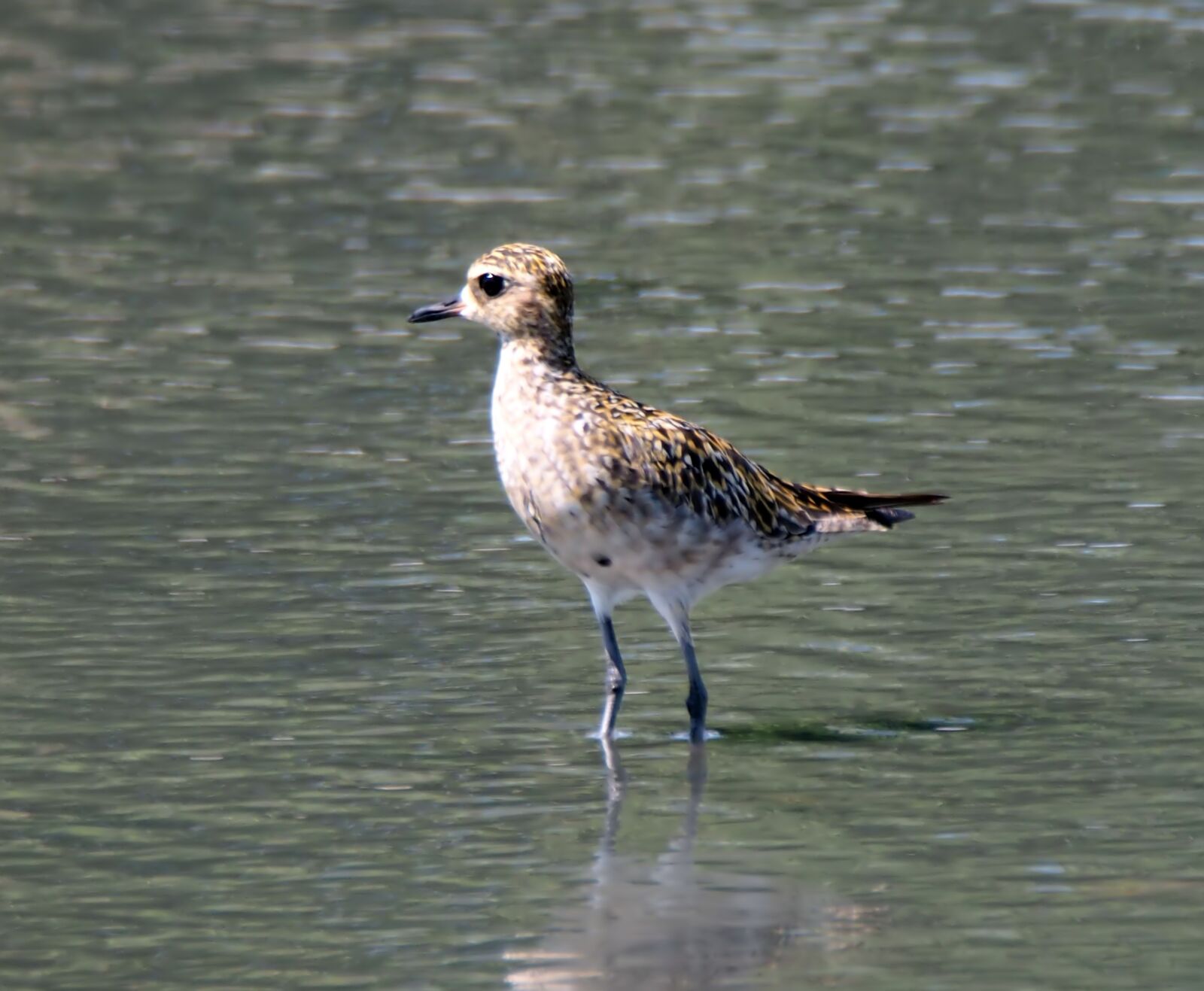 Olympus OM-D E-M1 sample photo. Golden plover, migratory, wild photography