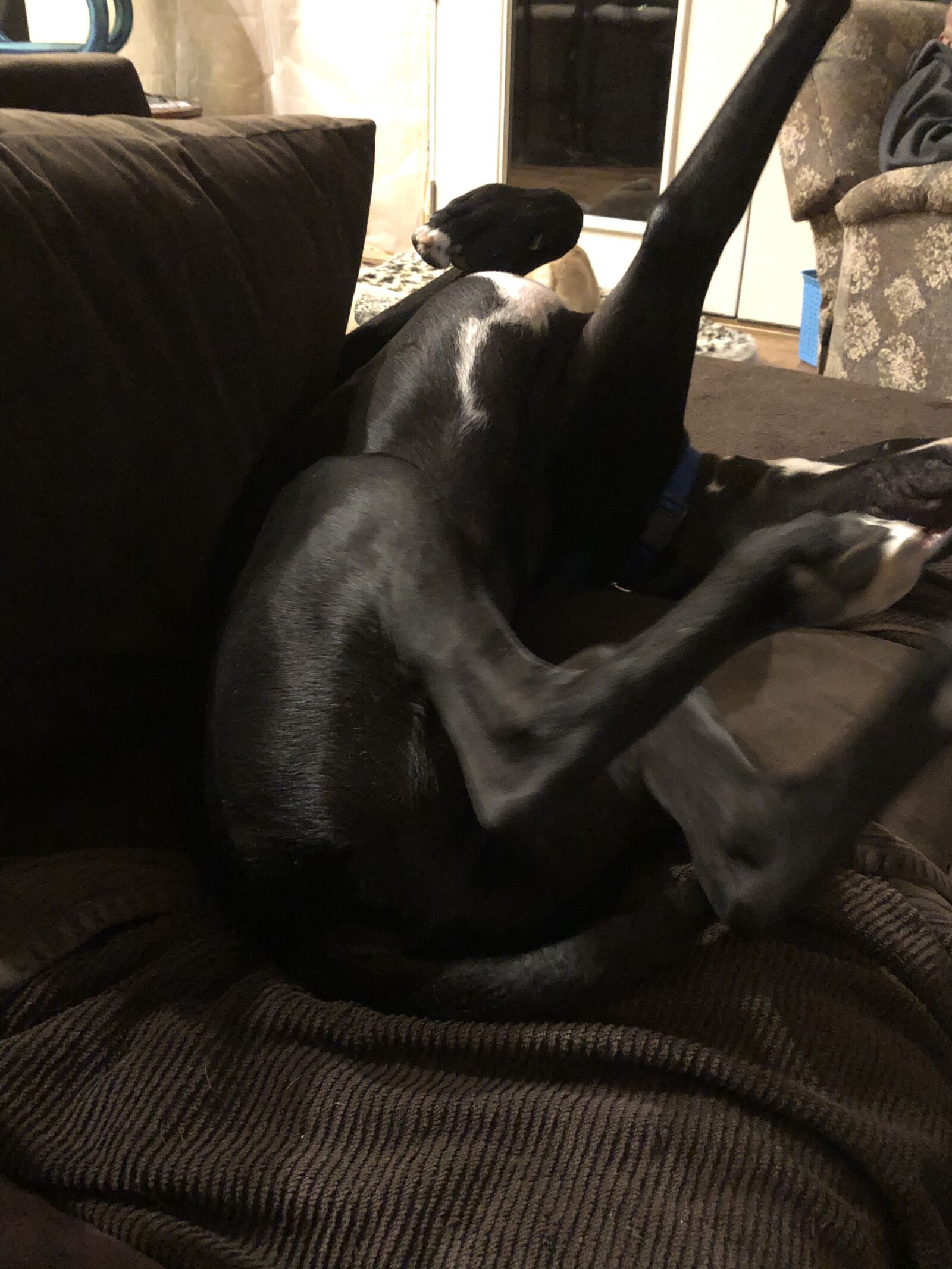 iPhone X back dual camera 4mm f/1.8 sample photo. Upside down dog, sleep photography