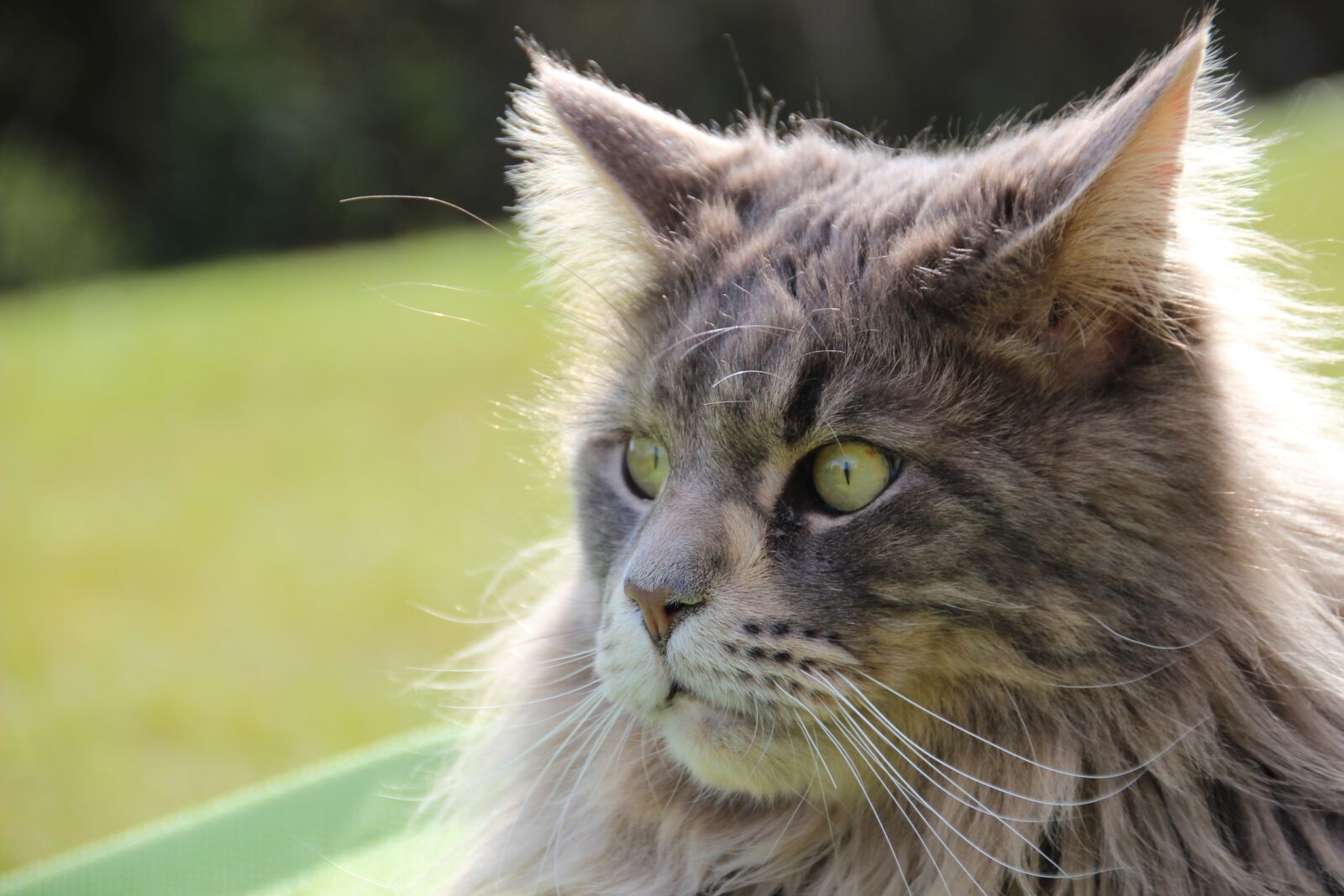 Canon EOS 600D (Rebel EOS T3i / EOS Kiss X5) sample photo. Cat, maine coon, pet photography
