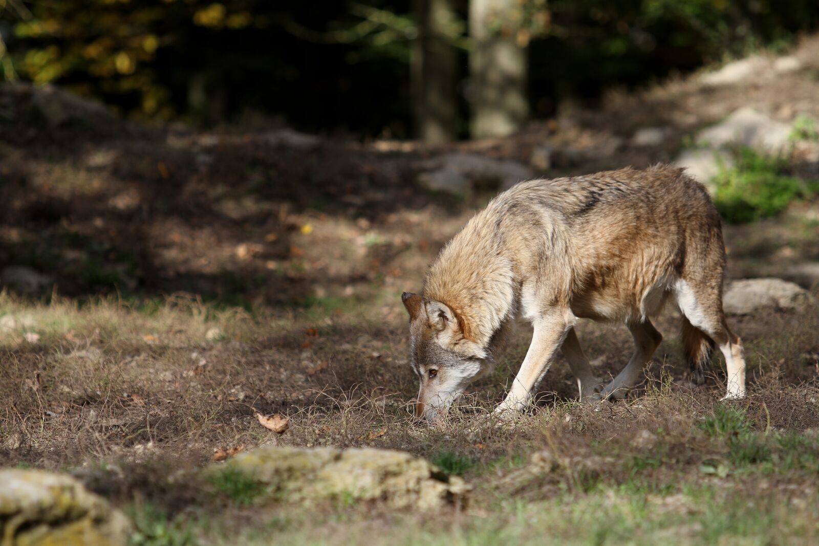Canon EOS 7D sample photo. Wolf, timberwolf, predator photography