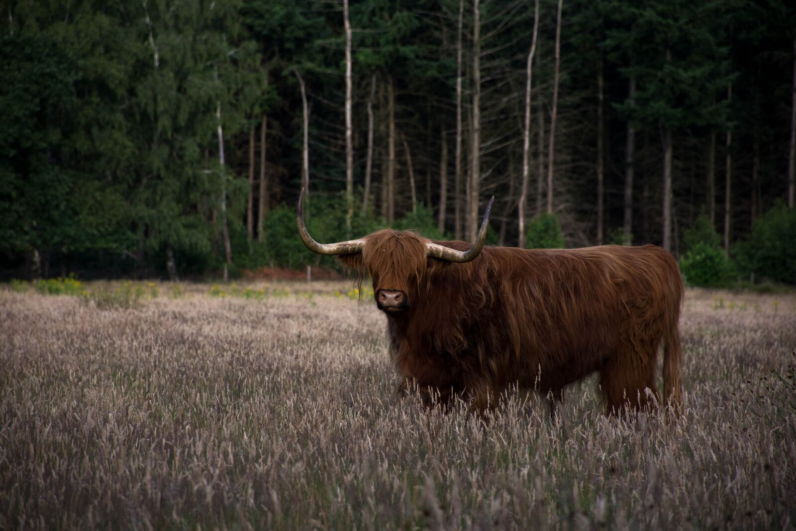 Nikon D7200 sample photo. Beef, farm, cattle photography