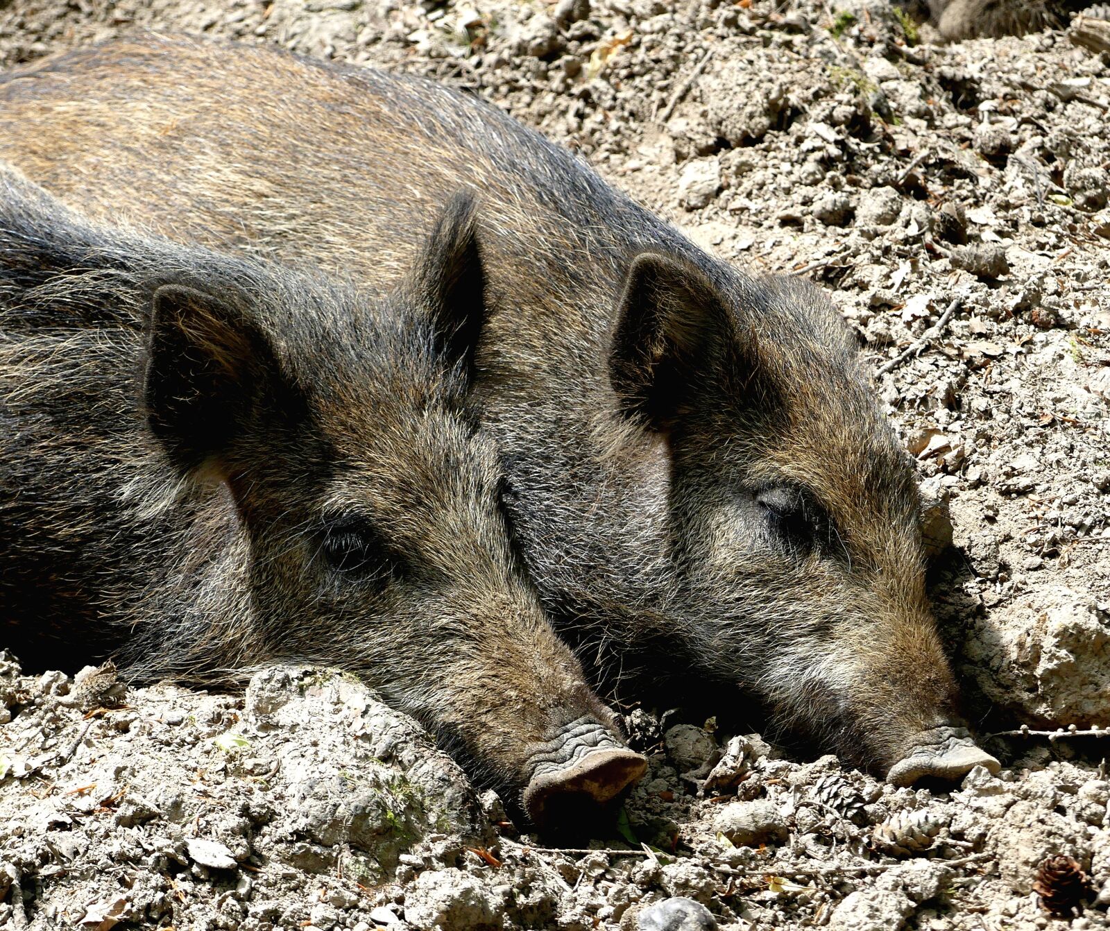 Panasonic Lumix DMC-FZ300 sample photo. Wild boar, animal world photography
