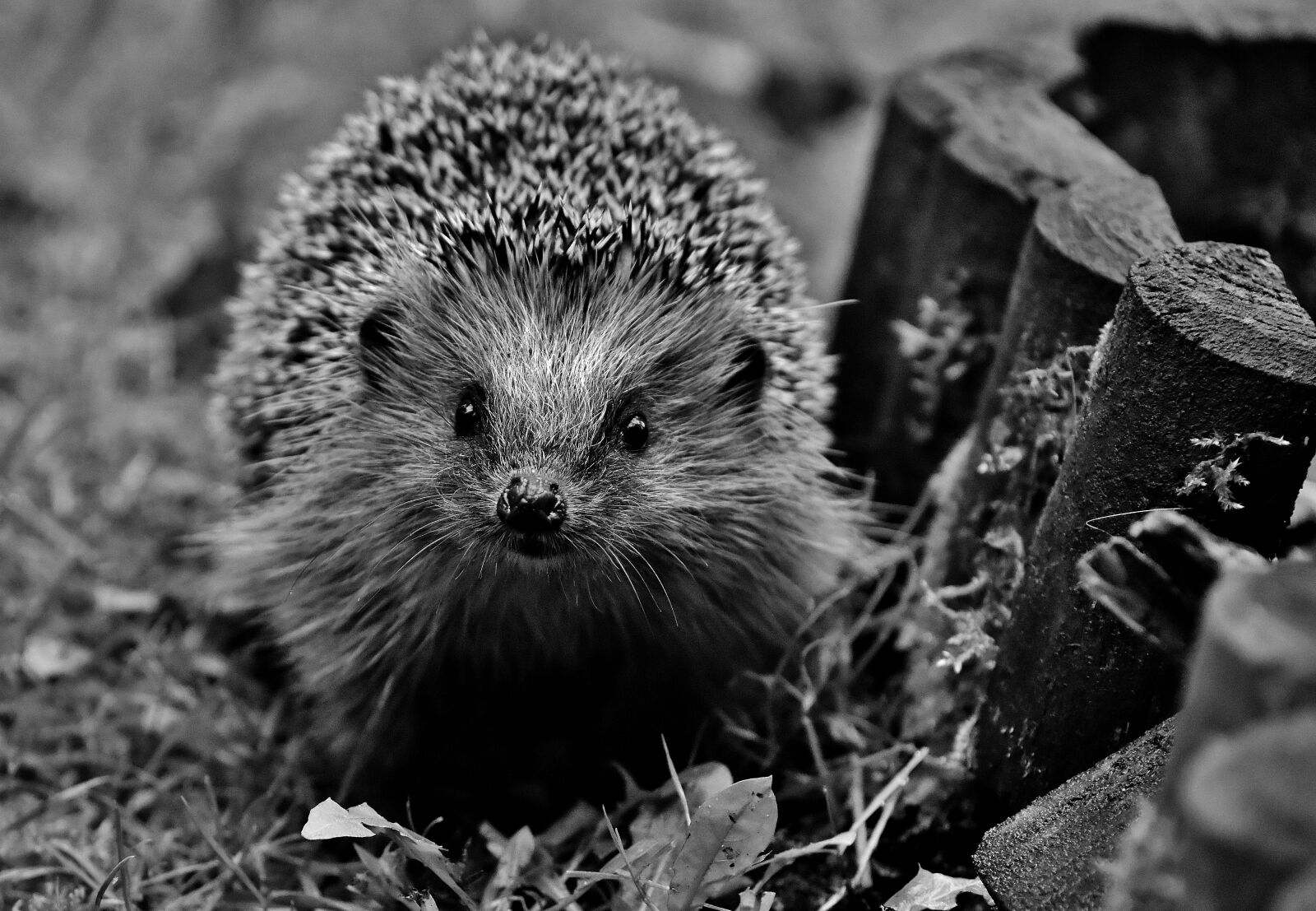 Nikon D7200 sample photo. Hedgehog, garden, nocturnal photography