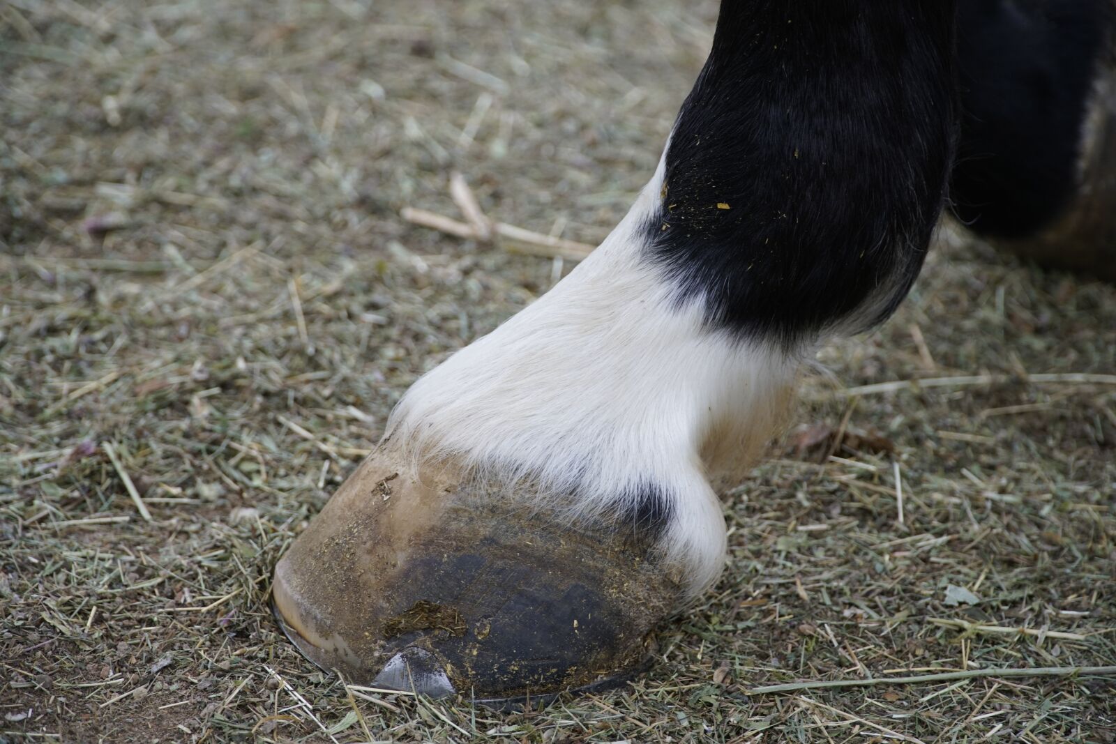Sony a7R II + Sony E PZ 18-105mm F4 G OSS sample photo. Horse, hoof, white photography
