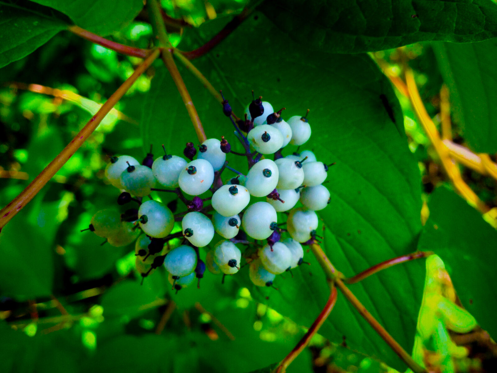 iPhone 4S back camera 4.28mm f/2.4 sample photo. Berries photography