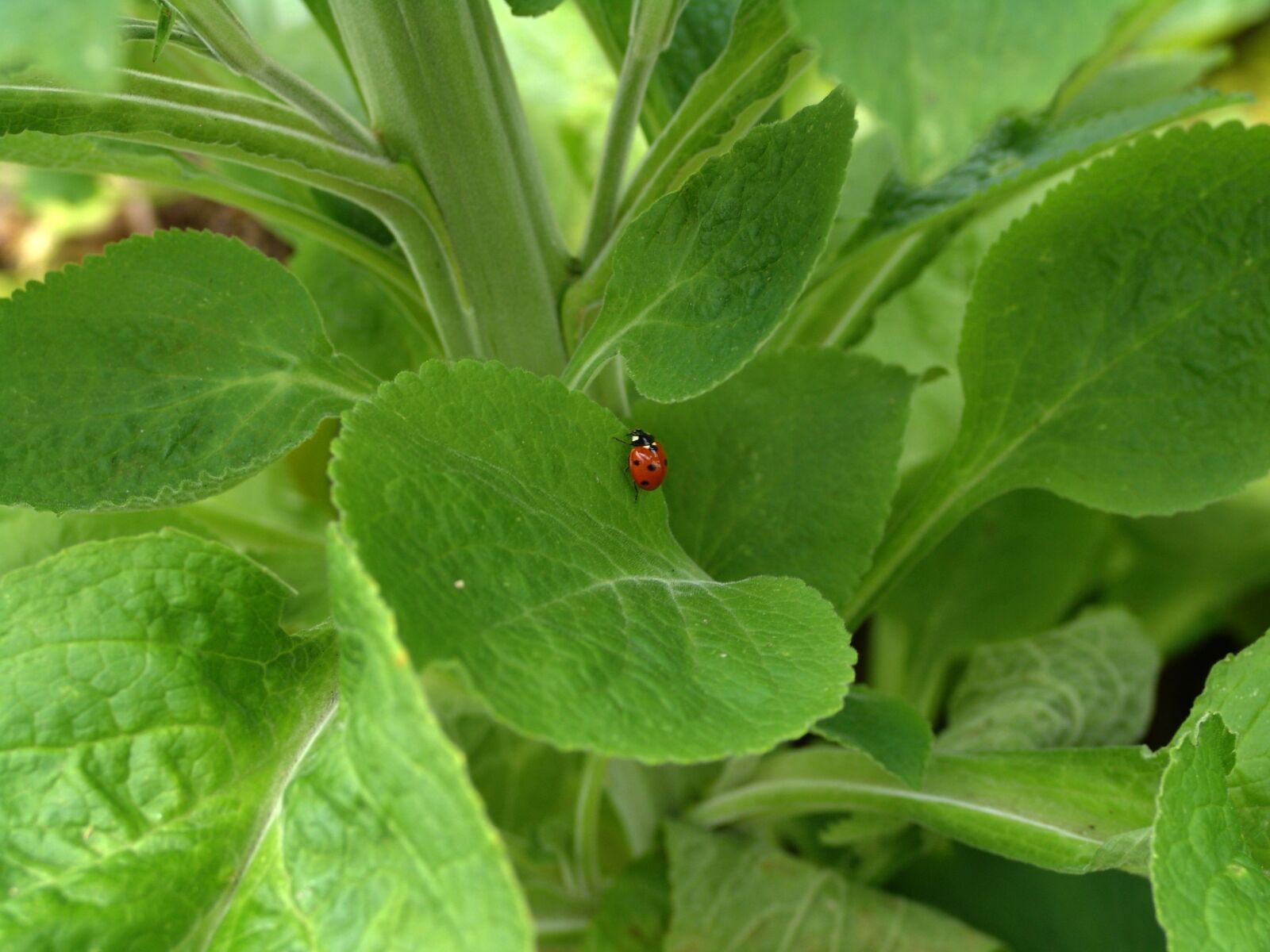 Sony DSC-F828 sample photo. Ladybug, nature, insect photography