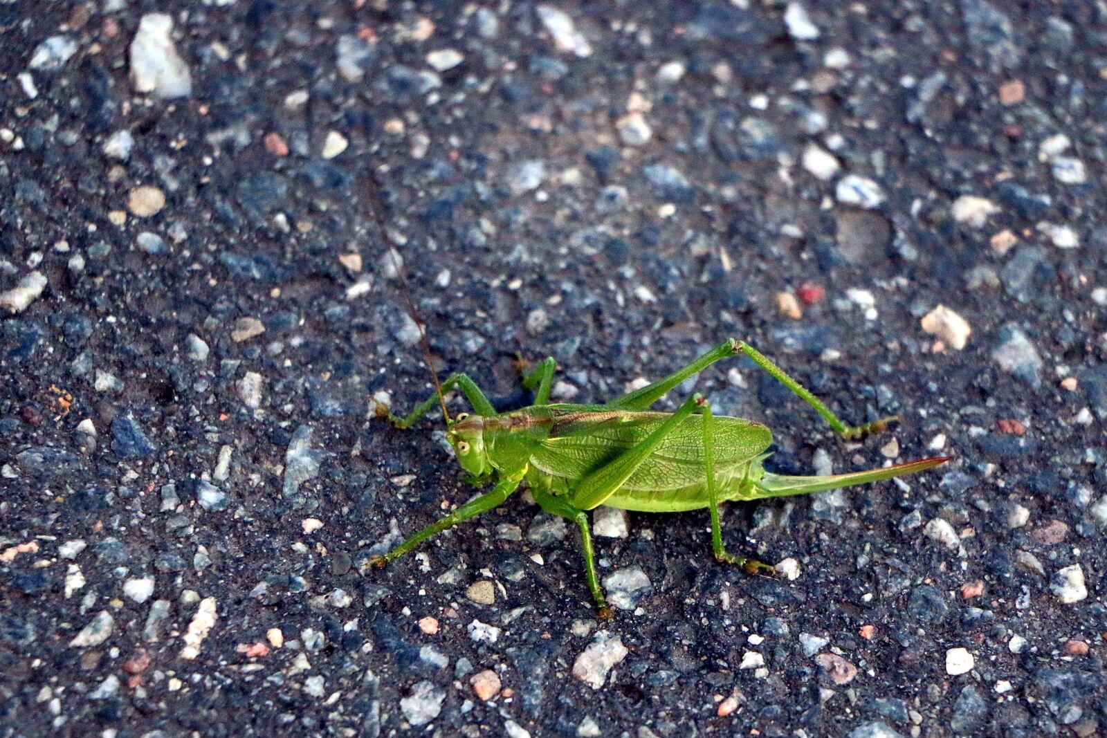 Canon EOS 70D sample photo. Viridissima, grasshopper, tettigonia viridissima photography