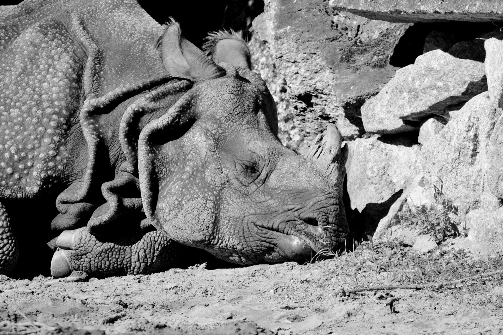 Nikon D3200 sample photo. Rhino, animal, mammal photography