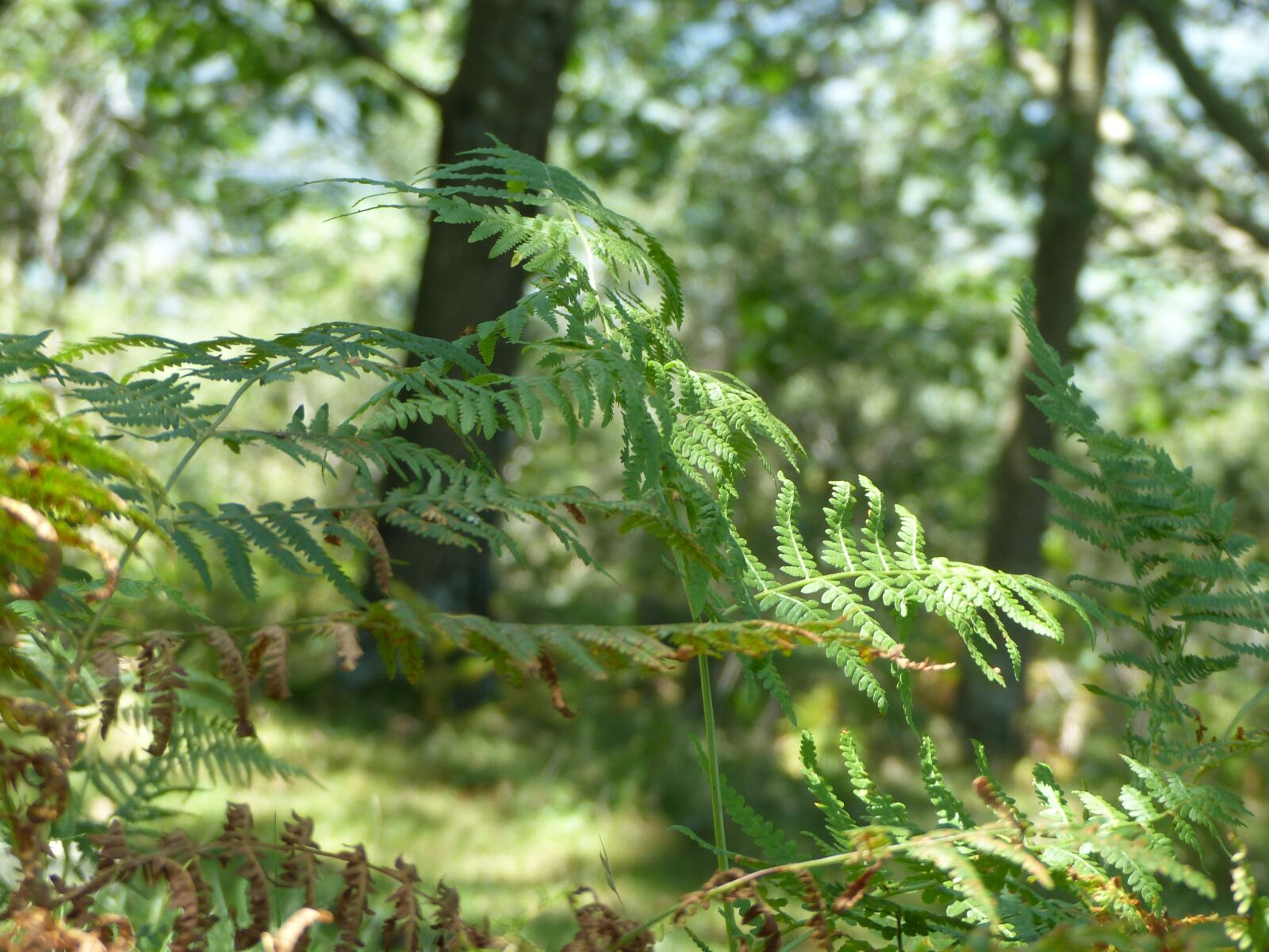 Panasonic Lumix DMC-FZ200 sample photo. Fern, tree, nature photography