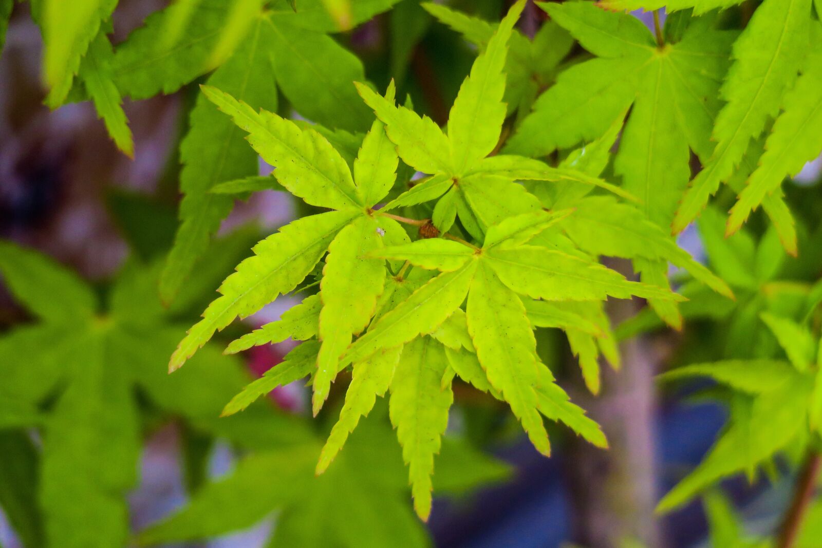 Canon PowerShot G3 X sample photo. Maple, maple leaf, tree photography