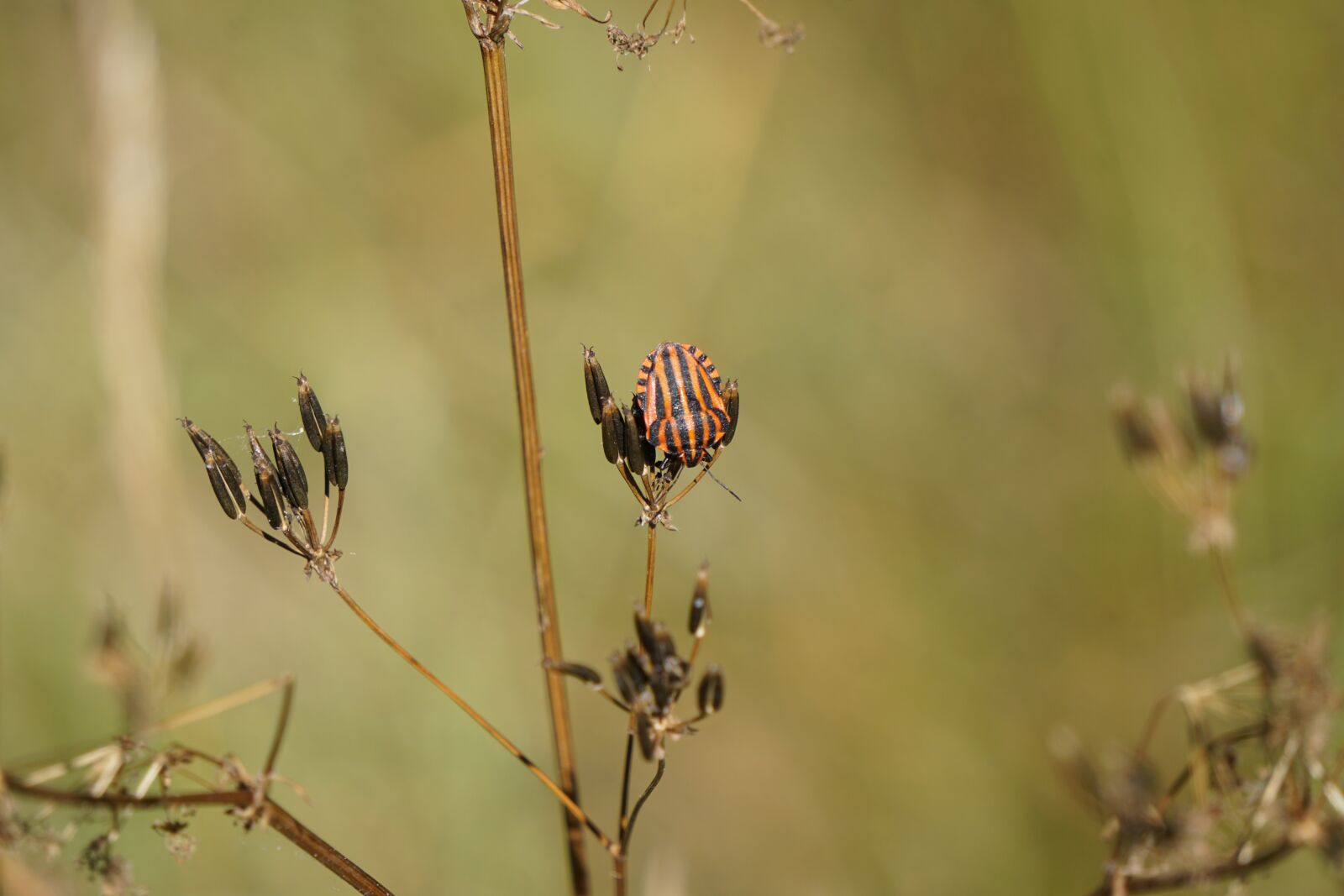 Sony a6000 sample photo. Strip bug, bug, insect photography