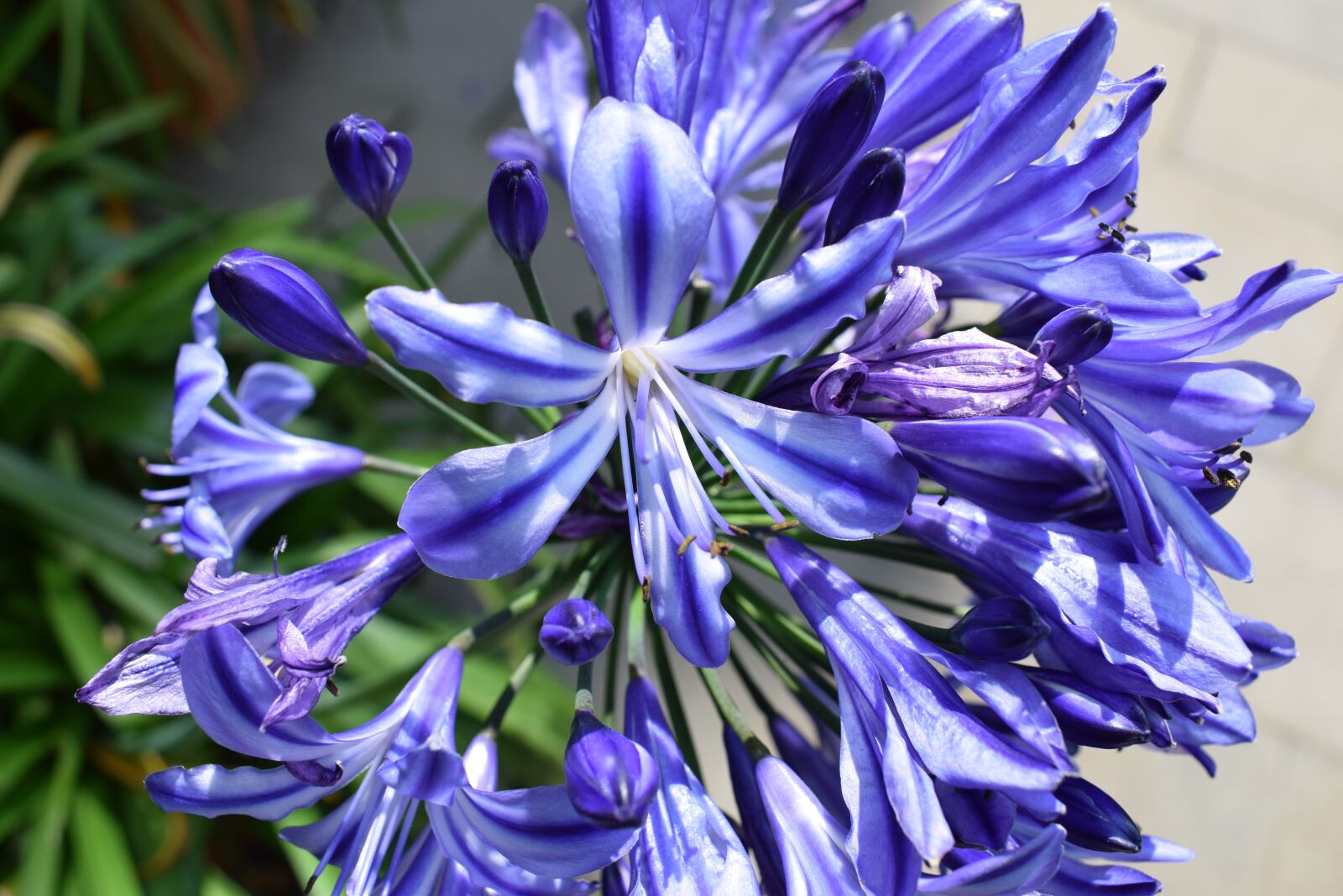 Nikon D5300 sample photo. Flower, blue, blossom photography