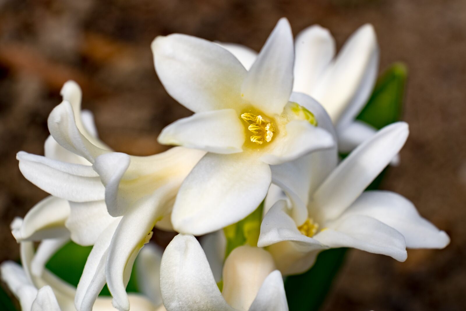 Fujifilm X-T10 sample photo. White, spring, hyacinth photography