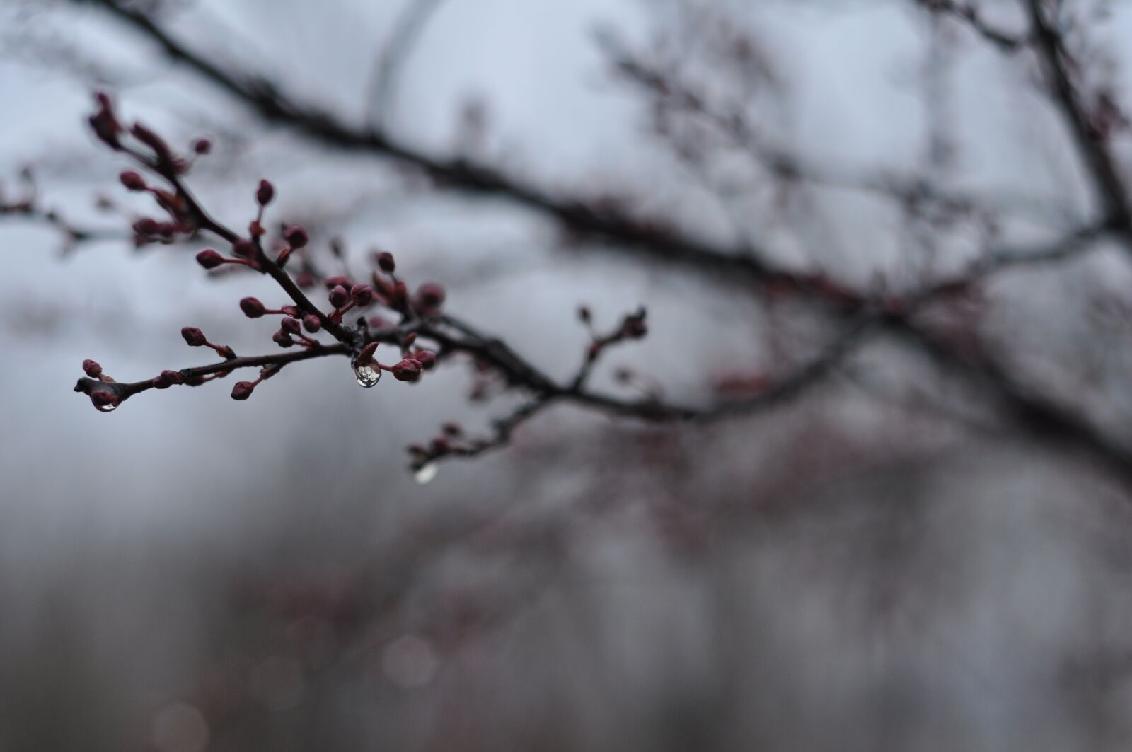Nikon D90 sample photo. Spring, rain, germination photography
