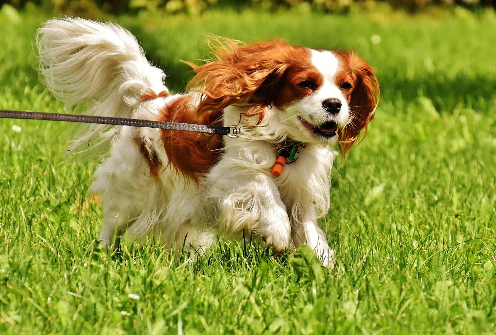 Nikon D7200 sample photo. Dog, cavalier king charles photography