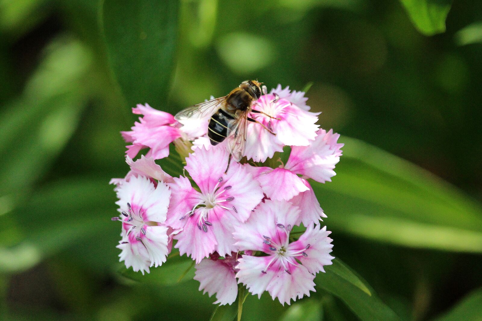 Canon EOS 700D (EOS Rebel T5i / EOS Kiss X7i) sample photo. Insect, flower, nature photography