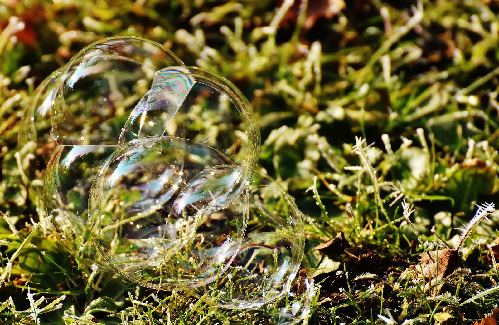 Nikon D7200 sample photo. Soap bubble, colorful, meadow photography