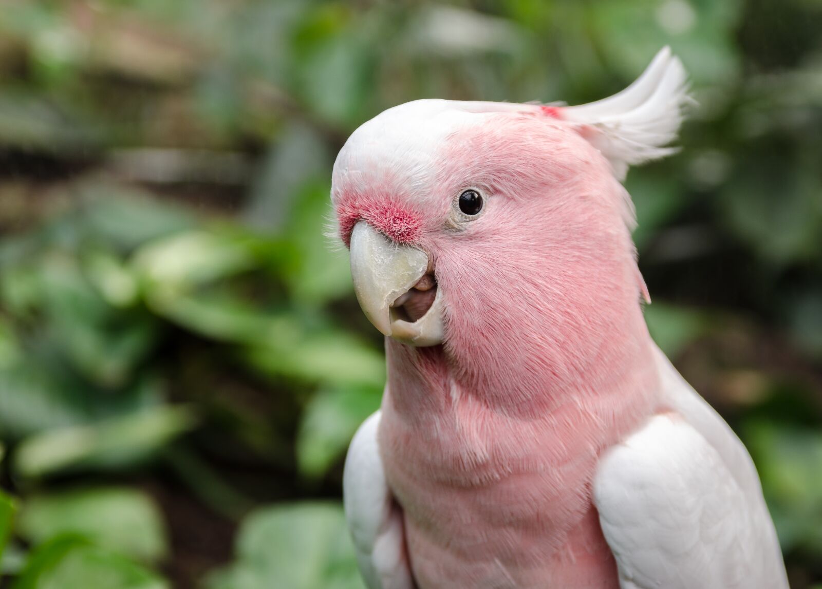 Nikon D7000 sample photo. Bird, parrot, nature photography