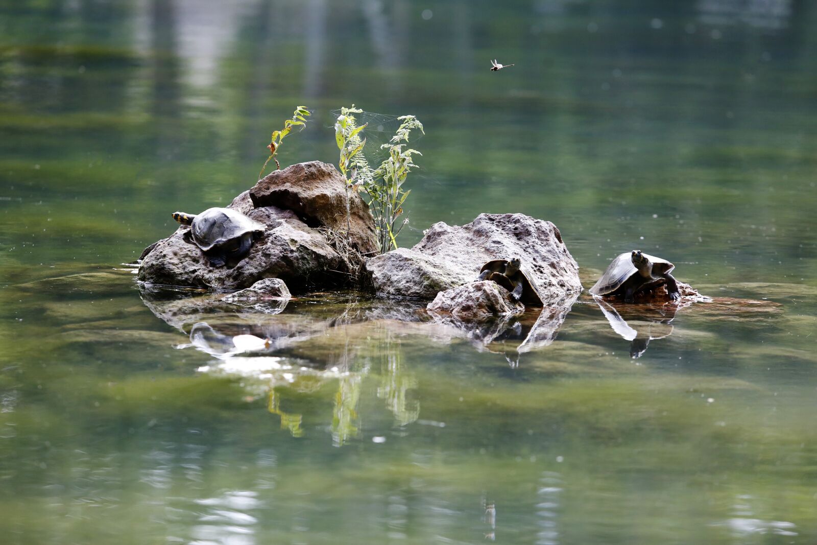 Canon EOS 5D Mark III + Canon EF 70-200mm F2.8L USM sample photo. Turtle, fresh water, stone photography