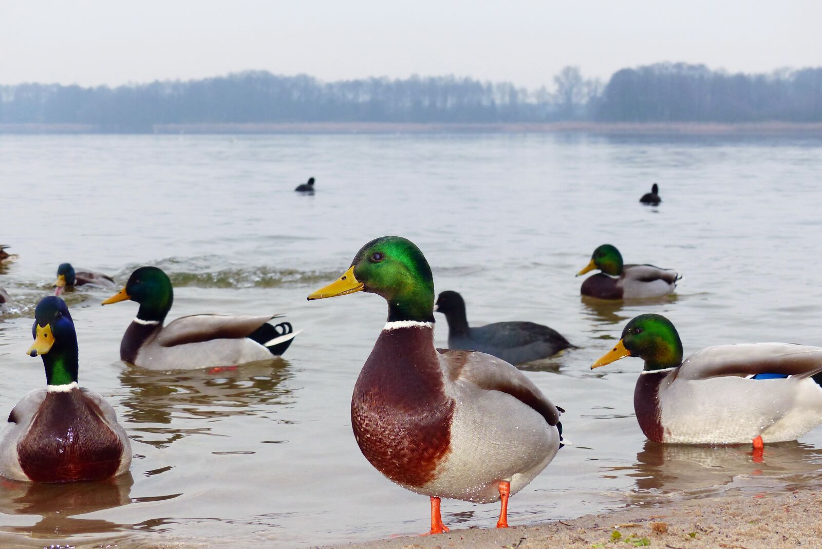 Panasonic Lumix DMC-FZ200 sample photo. Mallard duck, tom, lake photography