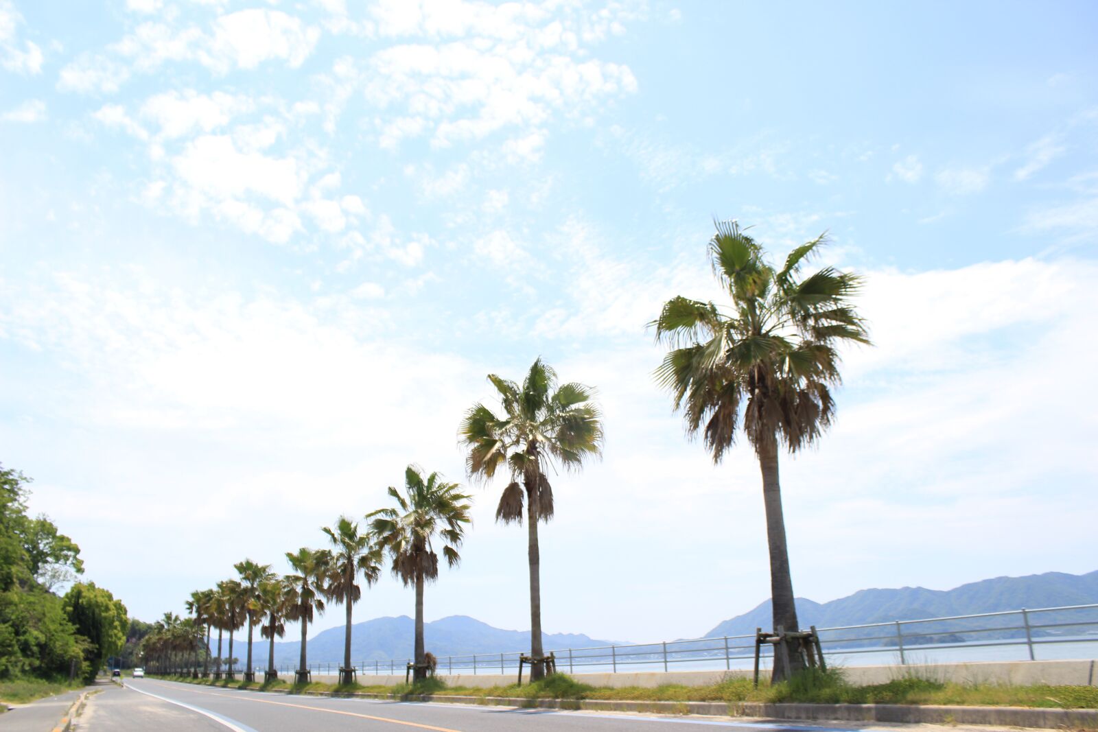 Canon EOS 600D (Rebel EOS T3i / EOS Kiss X5) sample photo. Road, palm trees, natural photography