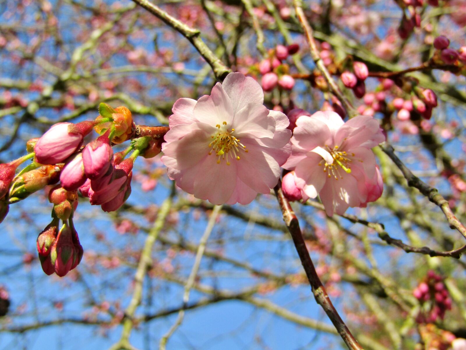 Canon POWERSHOT SX432 IS sample photo. Japanese cherry, spring, pink photography