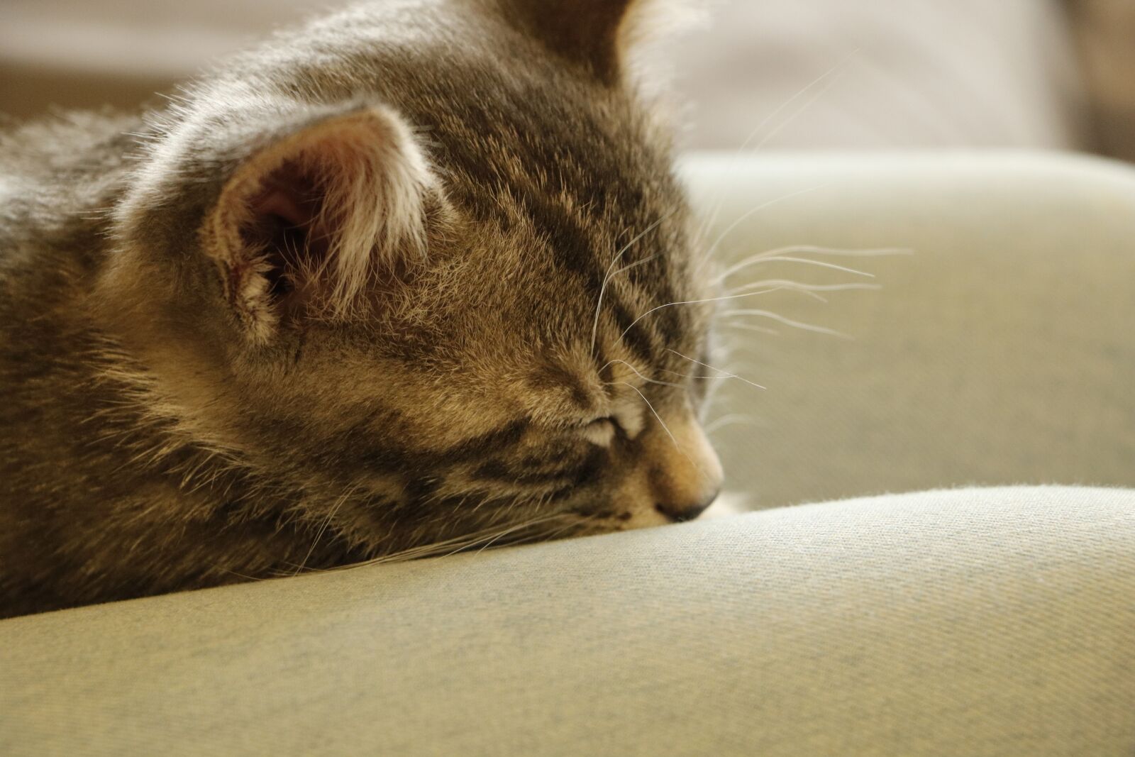 Canon EOS 750D (EOS Rebel T6i / EOS Kiss X8i) sample photo. Cat, kitten, pet photography