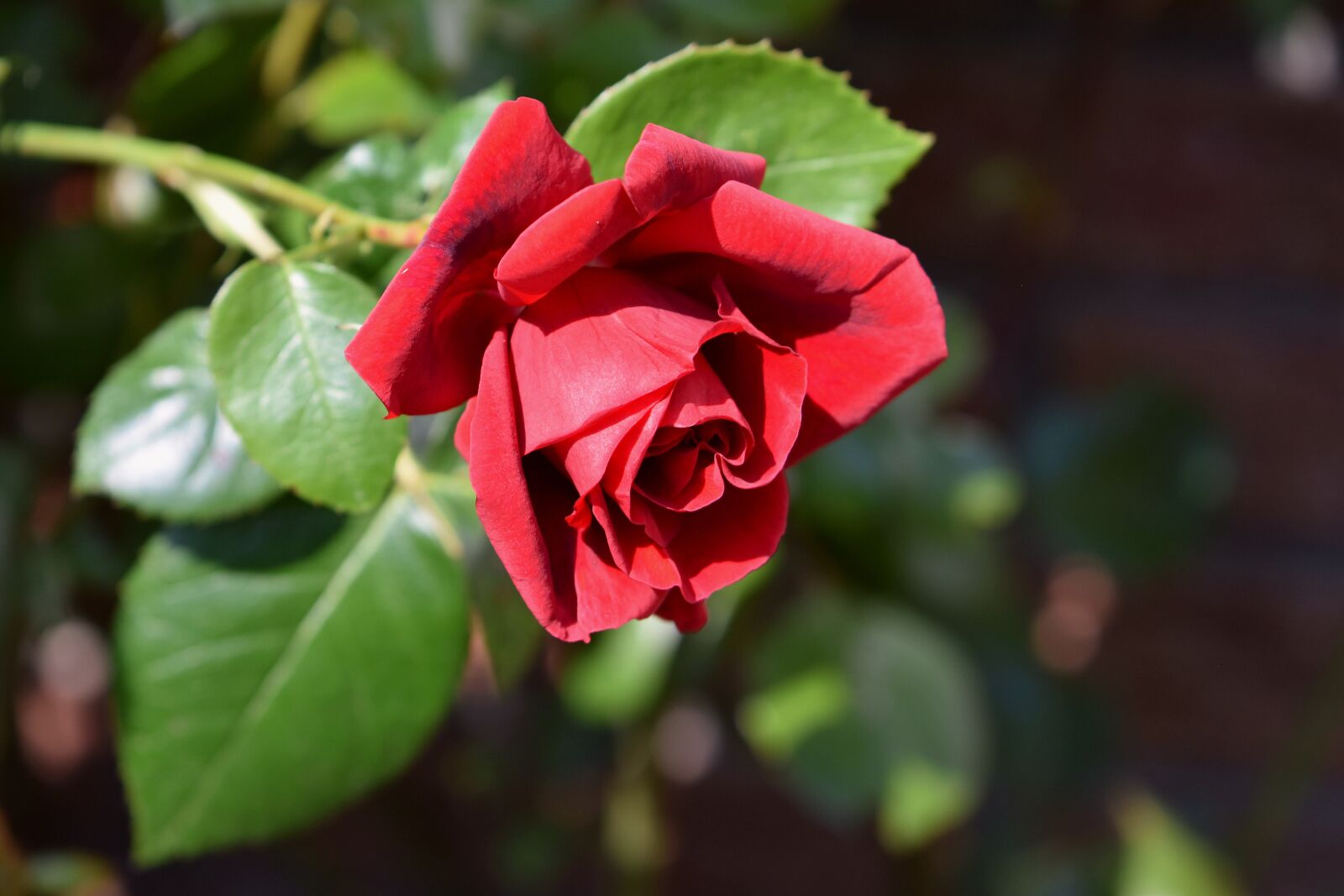 Nikon D5600 sample photo. Rose, red, red rose photography