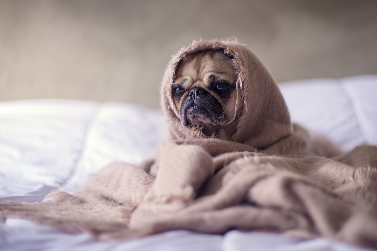 Canon EF 50mm F1.4 USM sample photo. Pet, cute, dog, puppy photography
