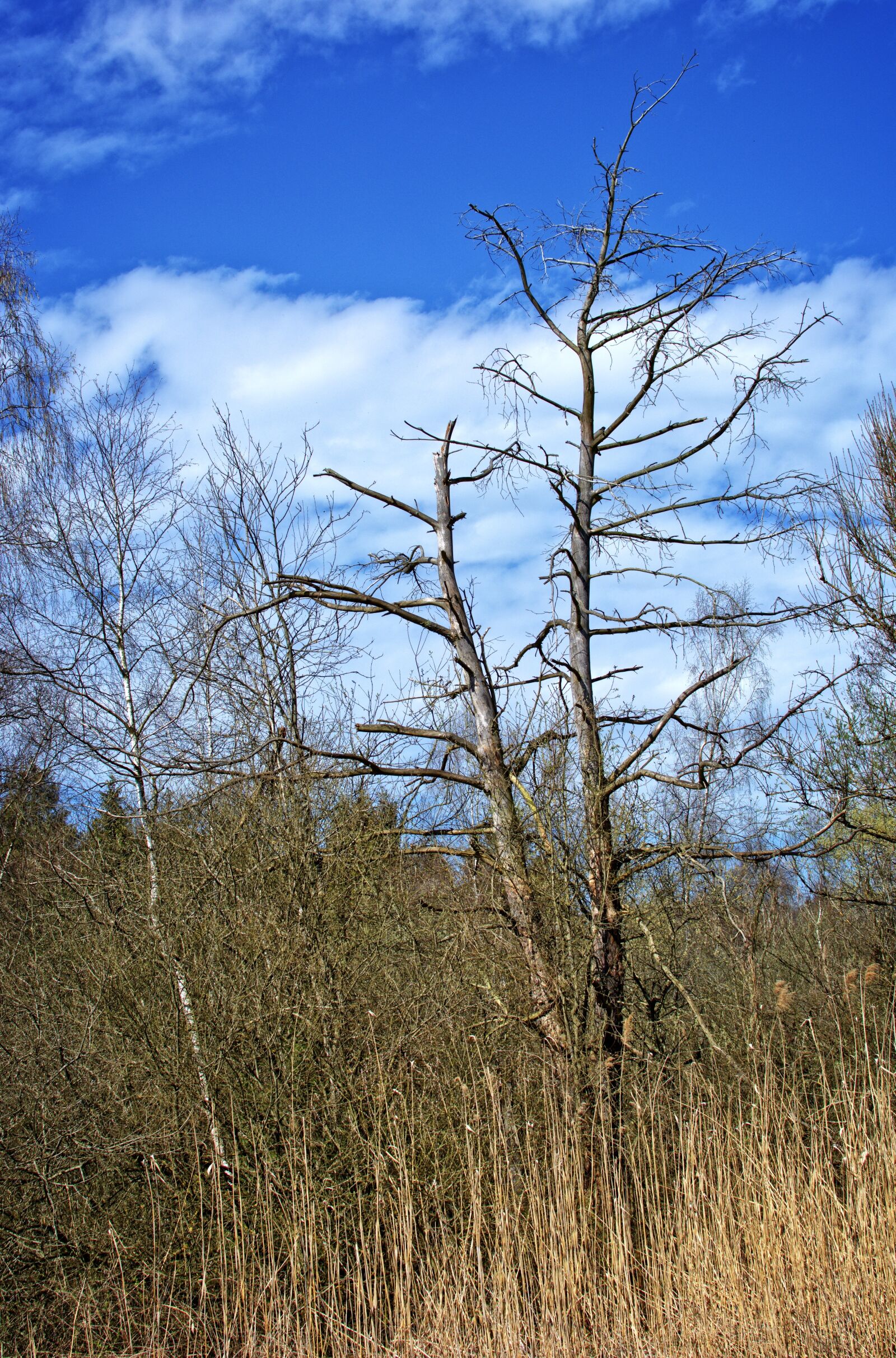 Nikon D7100 sample photo. Tree, aesthetic, kahl photography