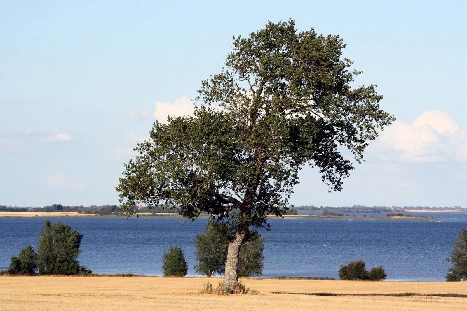 Canon EOS 1000D (EOS Digital Rebel XS / EOS Kiss F) sample photo. Tree, mystical, haunting photography