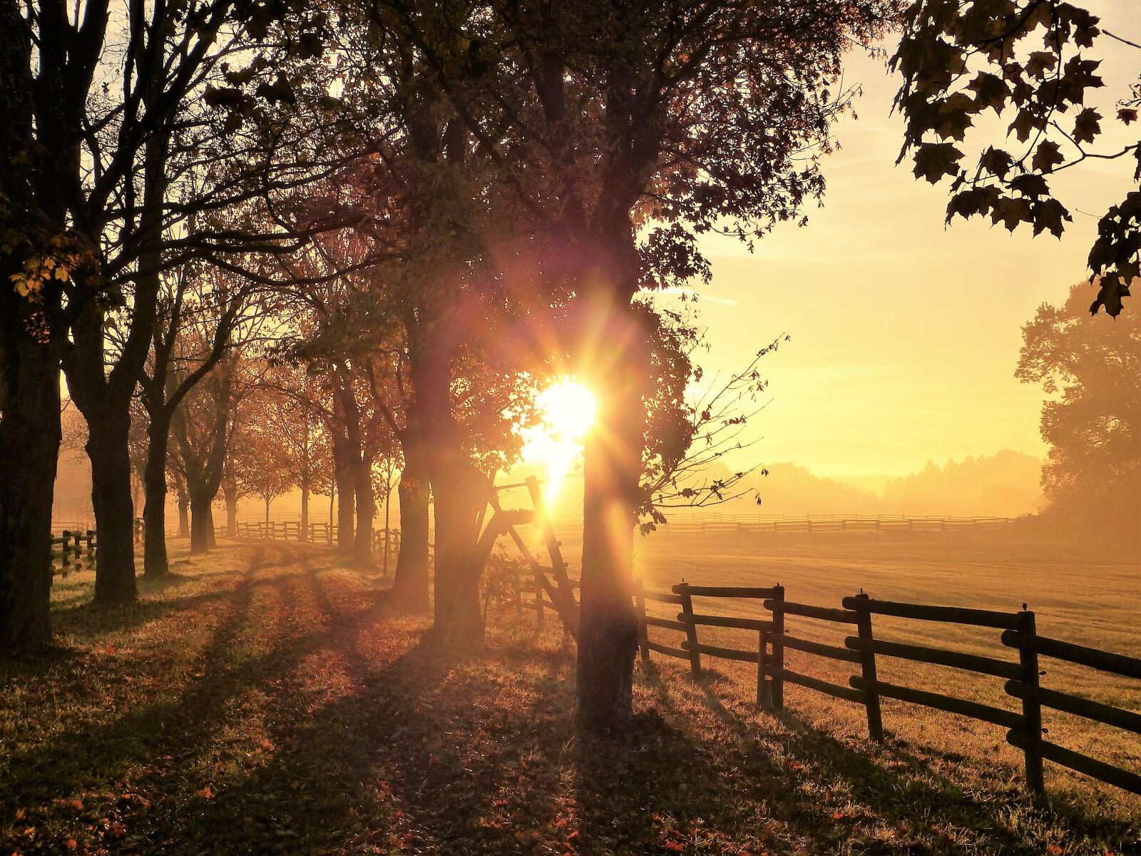 Panasonic Lumix DMC-FZ150 sample photo. Autumn, mood, morning photography